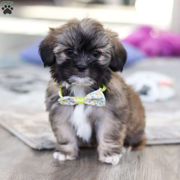 Josie, Lhasa Apso Puppy